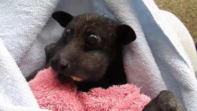 This bat munching on a banana