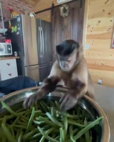 That's one hard working monkey