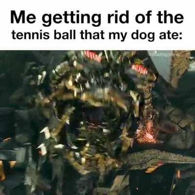 Me getting rid of the tennis ball that my dog ate: