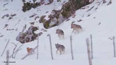 Dog trying to escape from wolves