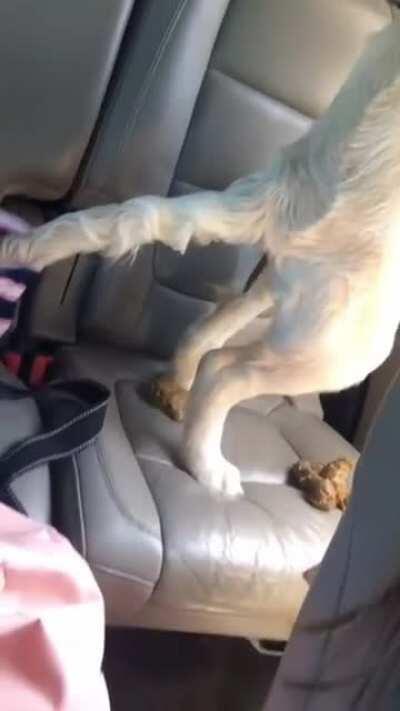 Dogo's 1st car ride...