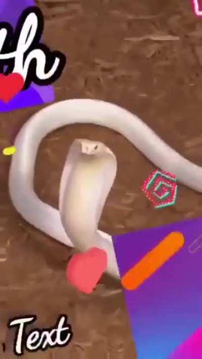 Spicy Wunk (Fuck Brian)