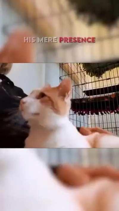 Rico comforts animals and humans at the vet