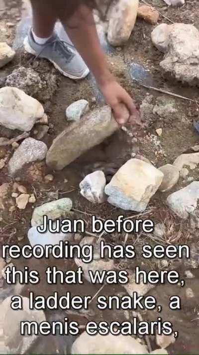 Young Guys Rescue Different Animals That Became Trapped In A Slippery Tarped Pit (Loose Translation)