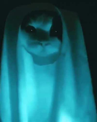 [_𝒄𝒂𝒕_𝒔𝒆𝒍𝒆𝒄𝒕𝒐𝒓_]