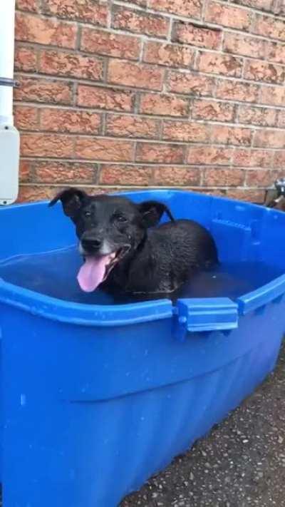 The dog be like look look I’m swimming