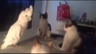 Don’t worry I can speak their language fluently