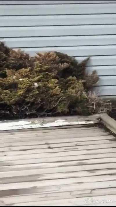 Bobcat vs squirrel in Calgary, Alberta