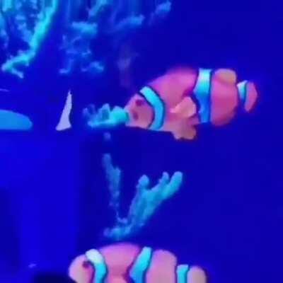 Se o Luba fosse um peixe