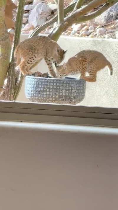 Bobcats using my birdbath