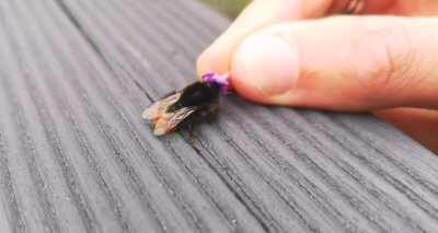 I found a tired red-tailed bumblebee so I offered her some lavender and...