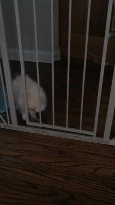 Happy National puppy day to all!!!