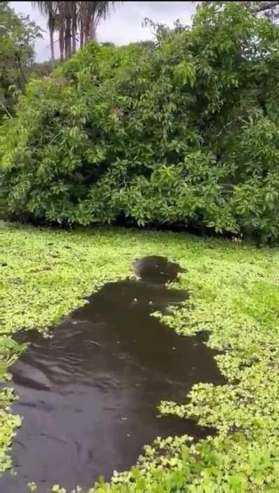 What the heck is this ??