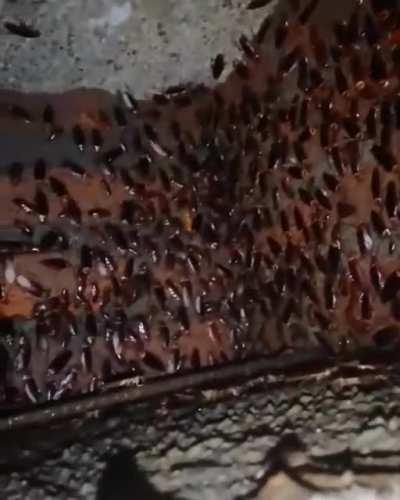 Mientras tanto en el techo de bana