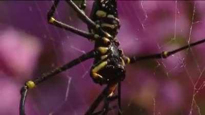 spider frees frog from its web