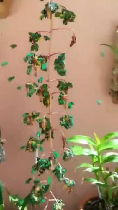 Irish Bees! bka Orchid Bees Credit: @gunsnrosesgirl3