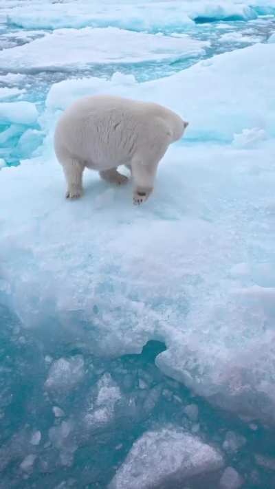 🔥A very healthy looking female polar bear in the drift ice [OC]