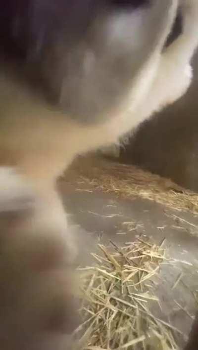 Up Close with a Baby Polar Bear