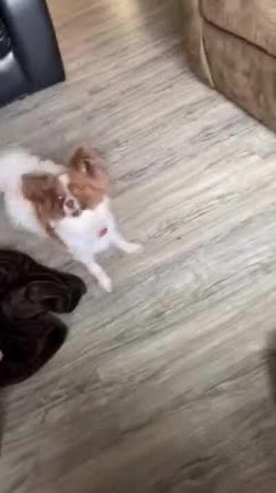 The perfect perfectly cut scream.