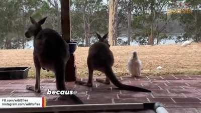 Cockatoos biting kangaroos tails