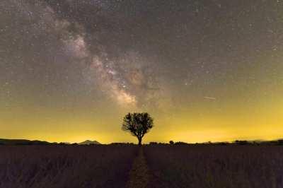 Night falling above lavender fields