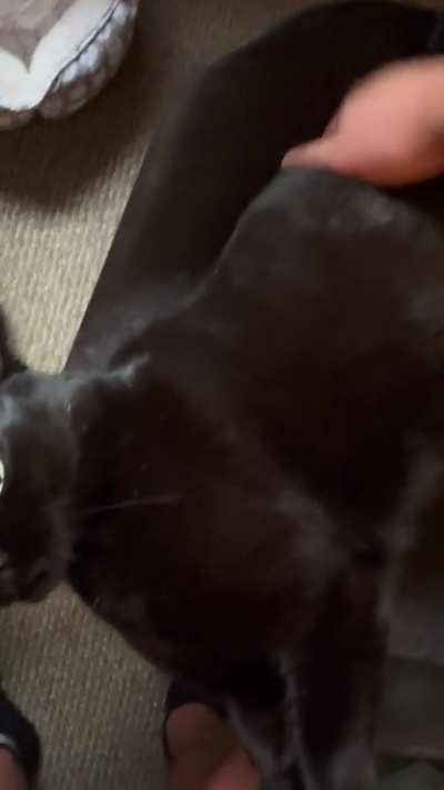 Does anyone else’s cat do this?