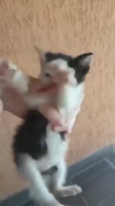 Kitten has gotten a hold of a slice of salami and decided it's worth fighting to keep