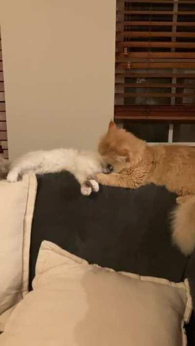 Lou loves to help Reggie take a relaxing bath