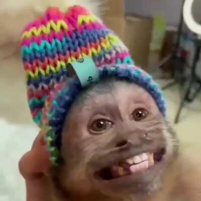 Macacolol qnd mayumi responde ele