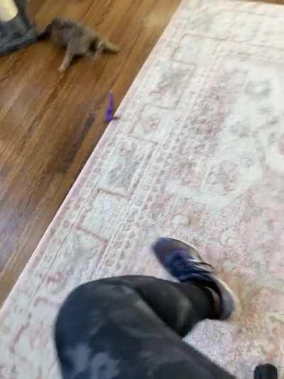 For the optimal work from home experience: 1) buy a cat fishing pole. 2) acquire a neurologically disabled cat. Attach said fishing pole to your office chair and twirl. Never ending entertainment.