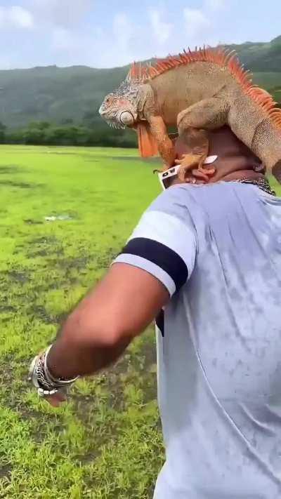 Lizard Bussy Lovers rise up 🥵😍