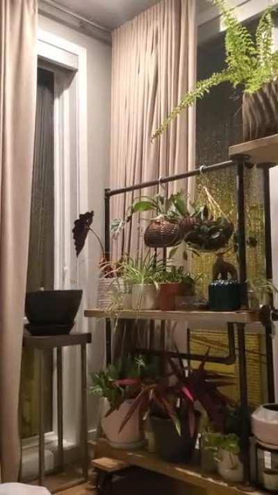 Just enjoying the rain in the plants' room