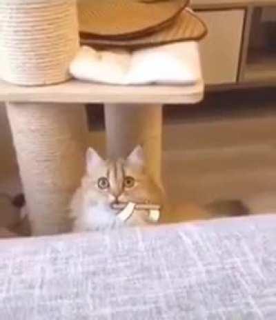 Mio is so cool they made her real