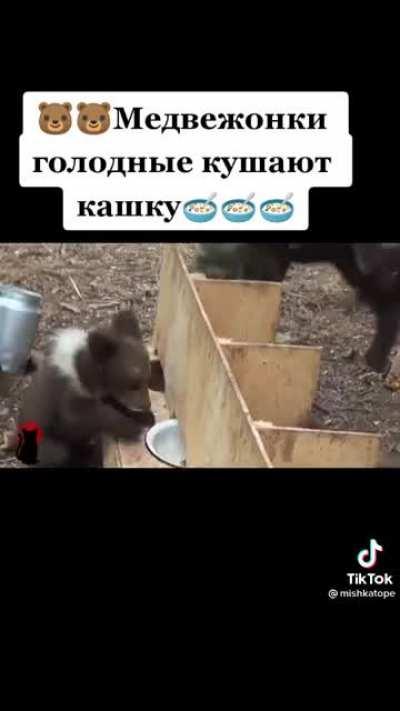 While feeding baby bears.