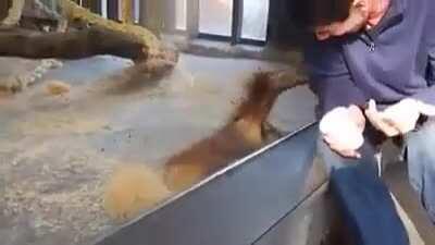 Orangutan Freaks Out At Magic Trick