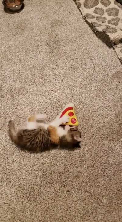 cinnamon been kickin since she was a kitten