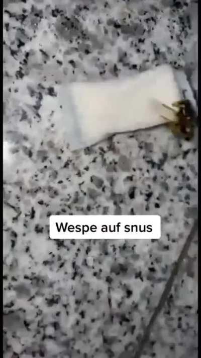 Lystring snus-konnässörer/historiker, intressant fakta som kan lämpas för småprat?