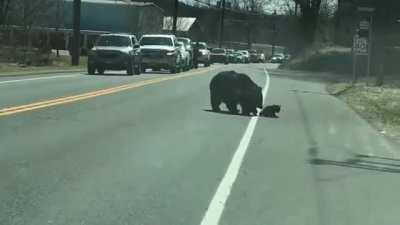 🔥 This momma bear trying her best to herd her cubs across a road 🔥