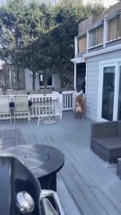 Dog is a savage for that 💀🤣