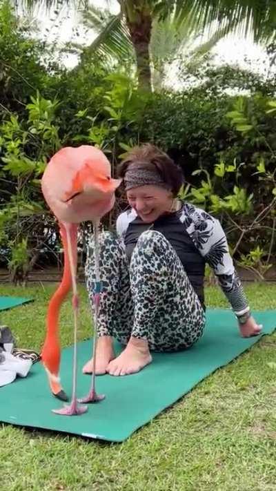 Yoga done right, mixed with some flamingo..