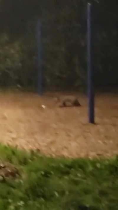 is this fox zoomies or?