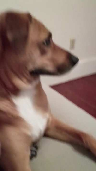 My dog watching the latest episode