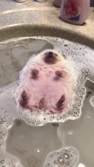 Splish Splash chillin in the bath