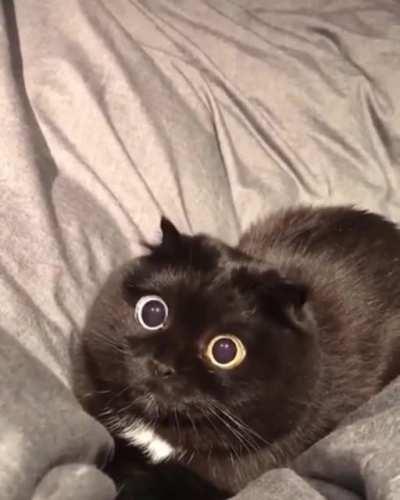 That's some strong catnip