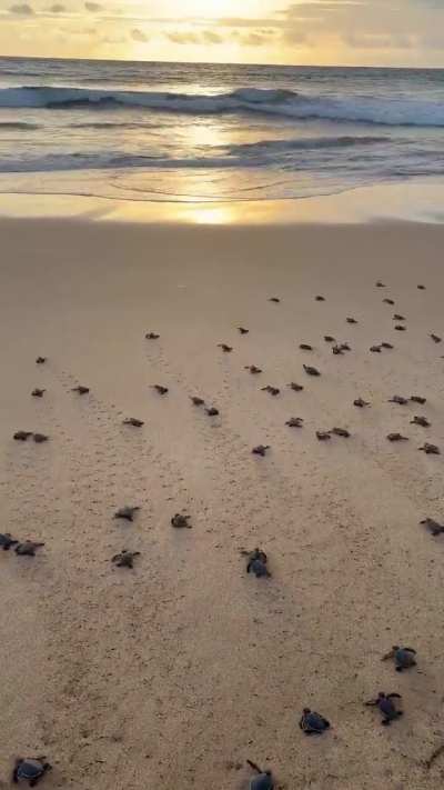 mAnIaC dUmPs PaRaSiTeS oNtO bEaCh ThAt SpReAd InTo ThE oCeAn