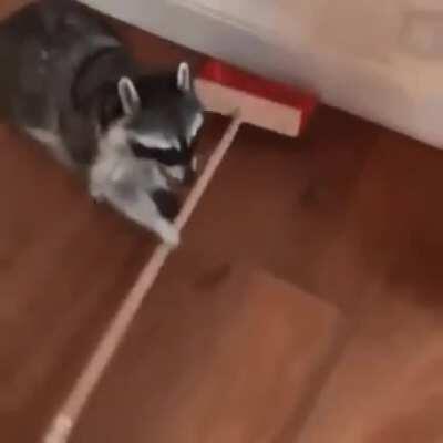 Trash Panda is a hurtful stereotype against my people. I am lobbying for a more positive name.