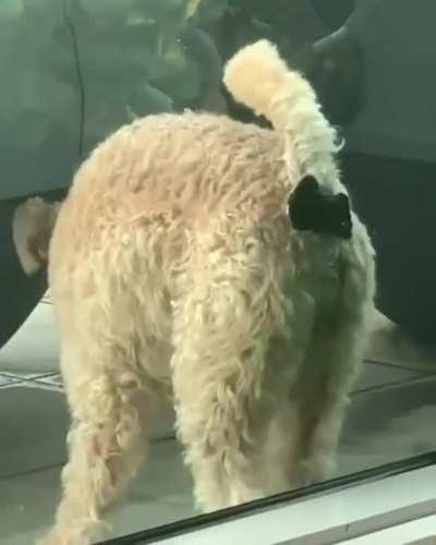 When your dog is pissed off at you