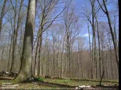 Life of a forest in 1 year timelapse
