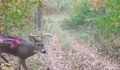 Buck still walking after taking some serious damage