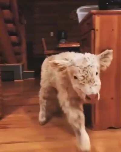 Fluffy calf is coming! 😍